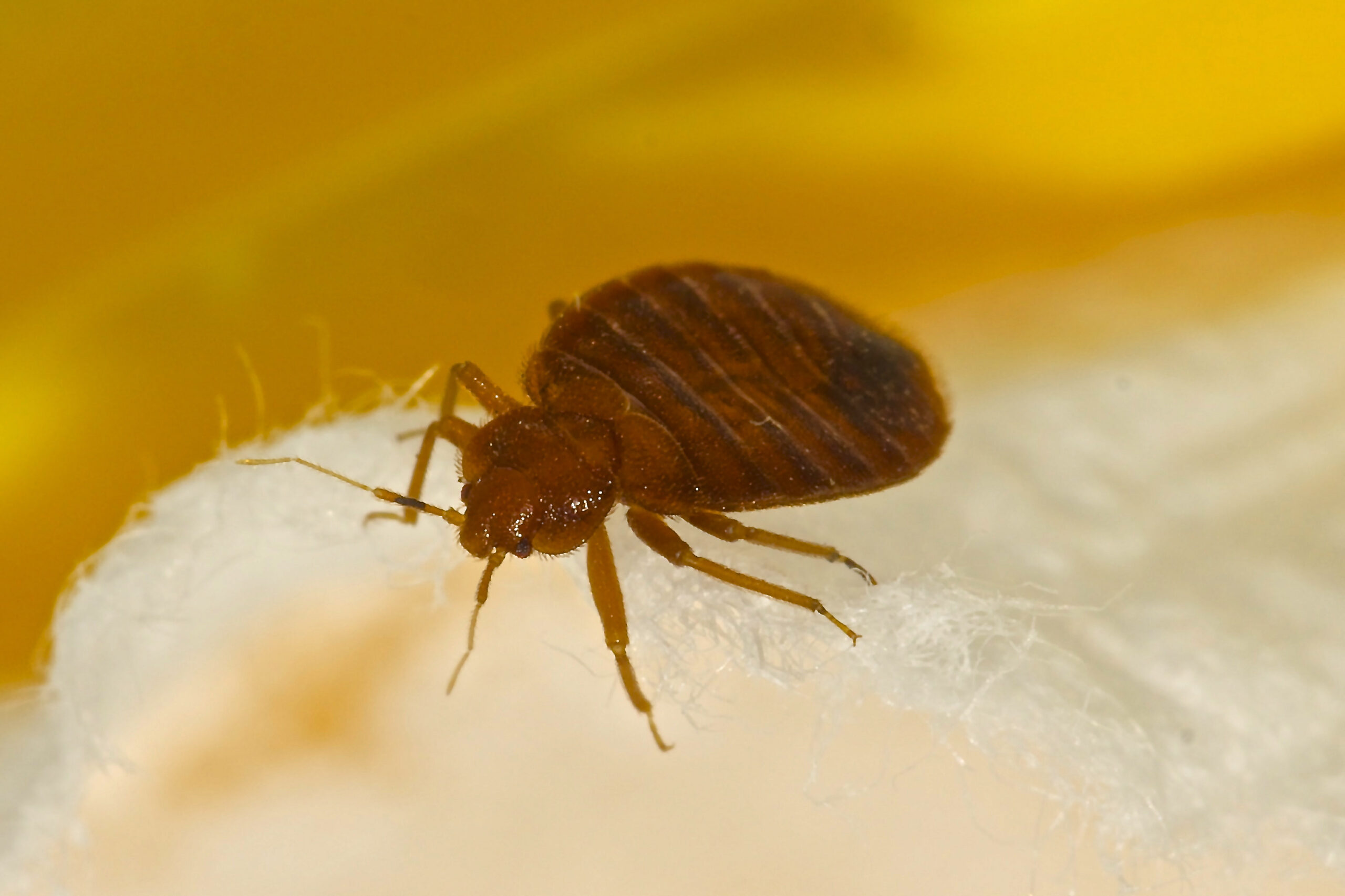 Can Bed Bugs Cause Mental Health Issues?