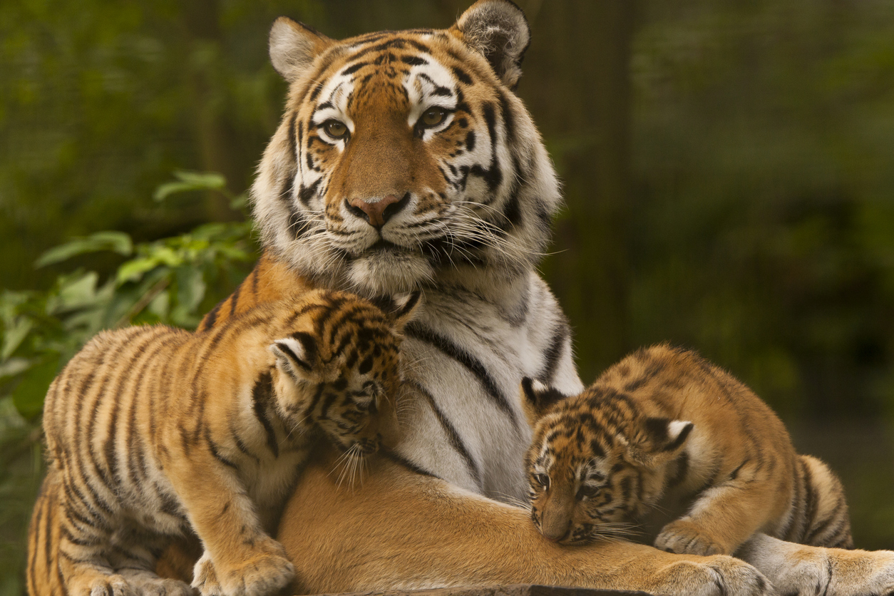 Bengal Tiger in New York 