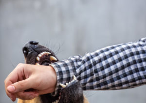 How Rosenbaum & Rosenbaum, P.C. Can Help If You’ve Been Bitten By a Dog in Brooklyn, NY