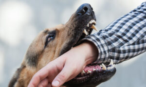 Cómo puede ayudarte Rosenbaum Personal Injury Lawyers si te mordió un perro en Brooklyn, NY